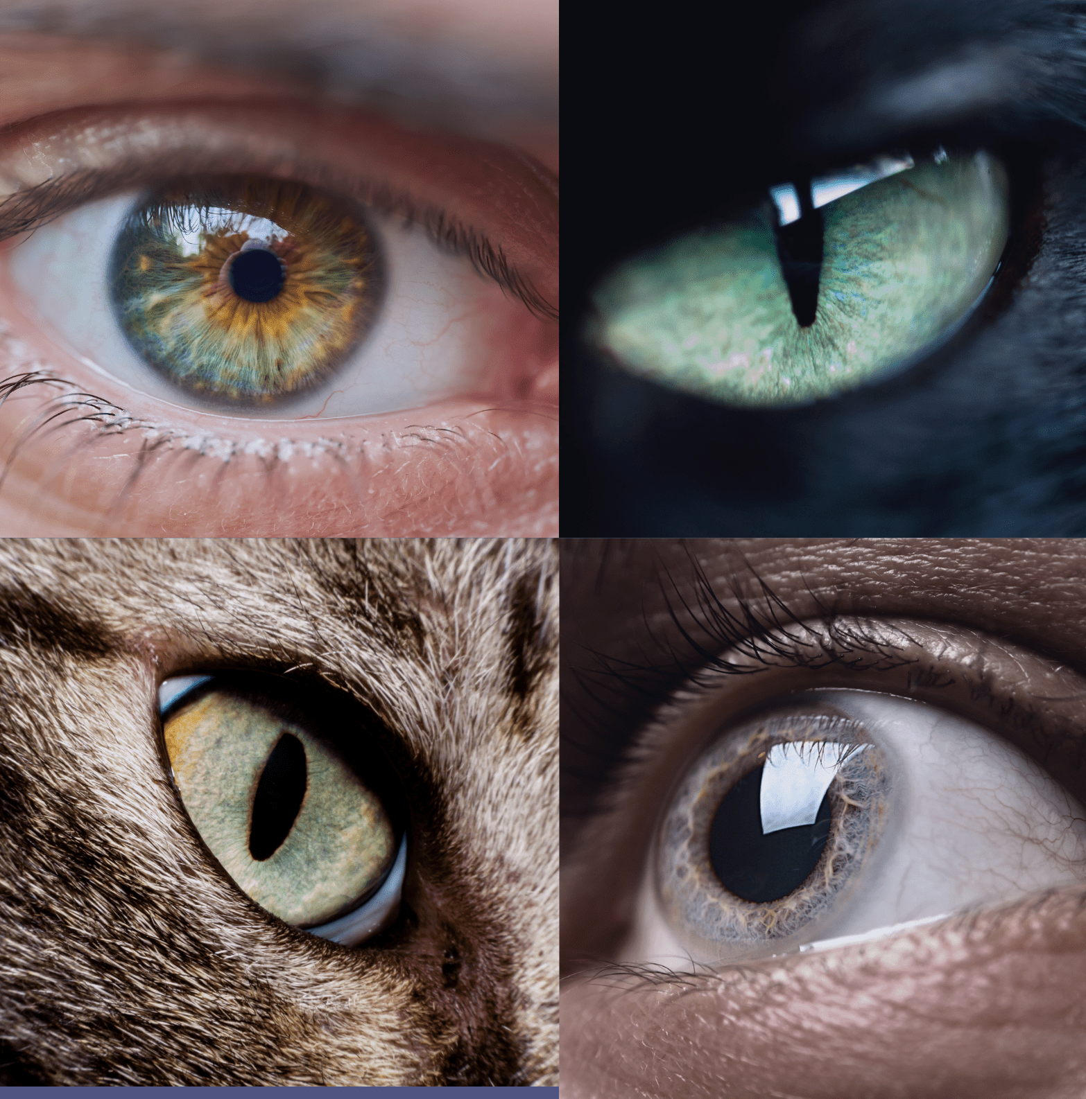 VON DER EVOLUTION ZUR INNOVATION: WIE DAS MENSCHLICHE AUGE MODERNE TECHNOLOGIE BEEINFLUSST